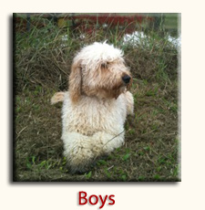 Burrinjuck Labradoodle : Boys